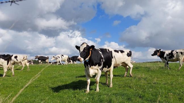 De veeteeltsector staat onder enorme druk, zegt de landbouwcommissie van het Europees Parlement.