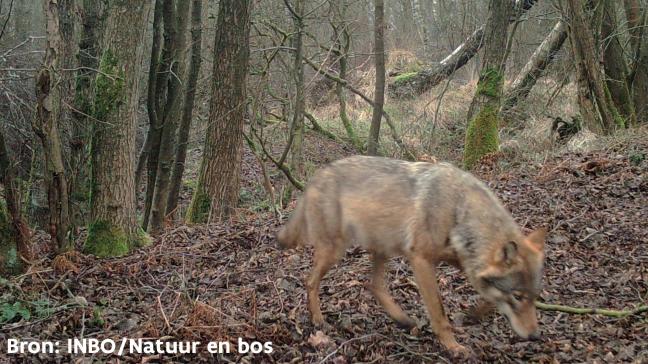 De aanwezigheid van wolvin Noëlla en haar roedel leidde in landbouwmiddens tot hevig protest.