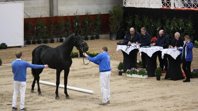 Het typische decor van een hengstenkeuring, hier in Gesves.
