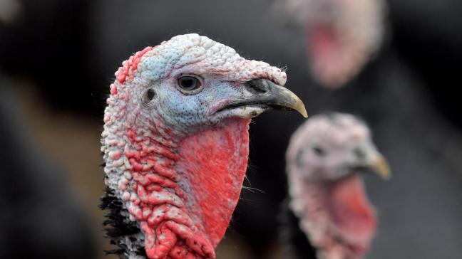 Met de strengere dierenwelzijnsregels stort Vlaanderen kalkoenhouders enkel maar dieper in de onzekerheid, zegt Landsbond Pluimvee?