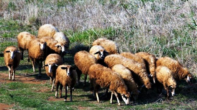 De WOAH meldt dat er mond-en-klauwzeer is vastgesteld op het Griekse eiland Lesvos.