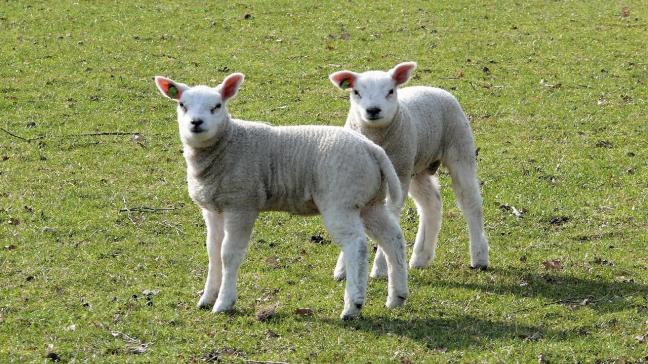 Q-koorts verloopt vaak zonder duidelijke klachten.