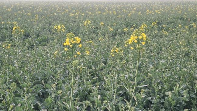 Nu de bloei van het koolzaad er aan komt, wijkt het gevaar op schade door glans- en snuitkevers.