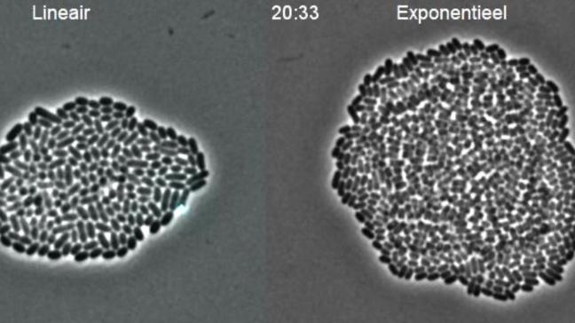 Door te sleutelen aan de genetica van bacteriën kunnen KU Leuven-onderzoekers deze micro-organismen gecontroleerd laten groeien.