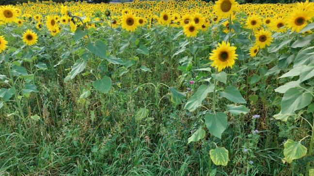 Faunamengsels brengen agronomische uitdagingen met zich mee.