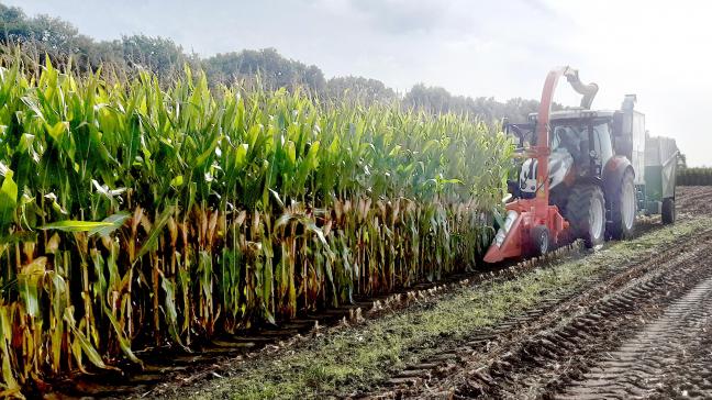 Een maïshakselaar aan het werk op een LCV-proefveld.