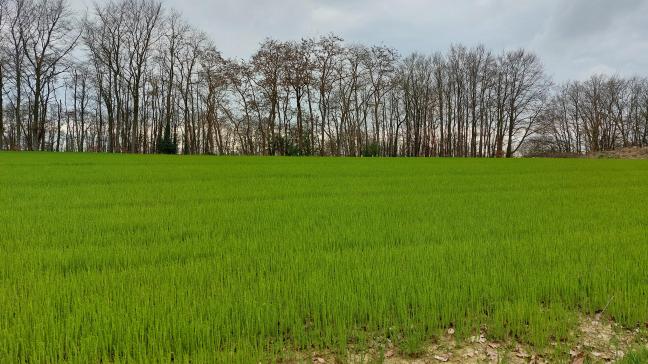 Er wordt dit jaar een toename in vlasareaal verwacht.