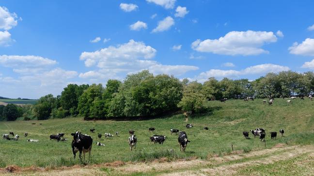 In een gezonde bodem zit evenveel gewicht aan bodemleven in de vorm van wormen, bacteriën, schimmels, insecten... als er koeien bovenop lopen.