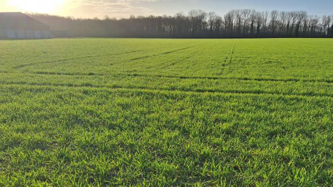 Sfeerfoto van 16 maart op een perceel wintertarwe dat begin november werd gezaaid.