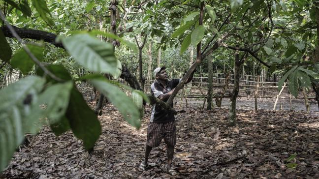 Inspanningen om een leefbaar inkomen te garanderen voor cacaoboeren lijken hun vruchten af te werpen.