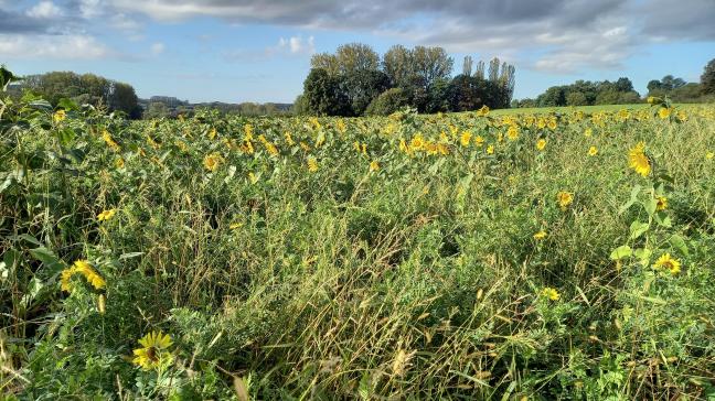 Mits het volgen van enkele aanbevelingen kun je een hoge onkruiddruk vermijden na het inzaaien van een faunamengsel of een faunavoedselgewas.