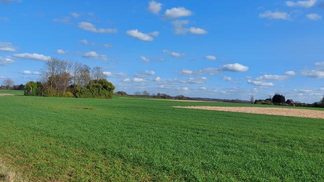 De eerste graanziekten werden vastgesteld in het veld, maar behandelen is vooralsnog niet aan de orde.