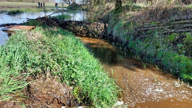 De oprukkende bever veroorzaakt alsmaar meer schade.