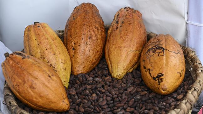 Wat betreft export stak Nederland Duitsland voorbij, dat sinds 2010 de grootste cacao-uitvoerder wereldwijd was.