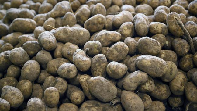 Met de actie wil de aardappelsector iets doen aan het overschot aardappelen in de bewaarloodsen.