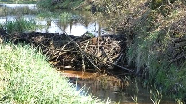 Jinnih Beels is verbaasd dat ze zelfs bedreigingen kreeg omdat ze nog maar opperde om een aantal bevers te elimineren.