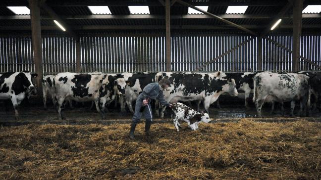 40% van de aanmeldingen komt uit de melkveesector.