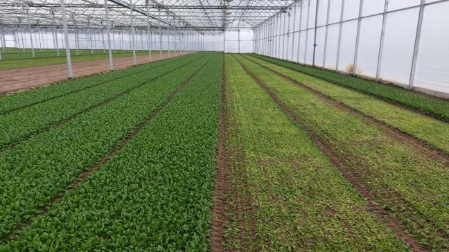 Alle landbouwdeelsectoren noteren een daling in het vertrouwen, met uitzondering van de varkenssector en de glasgroenten.