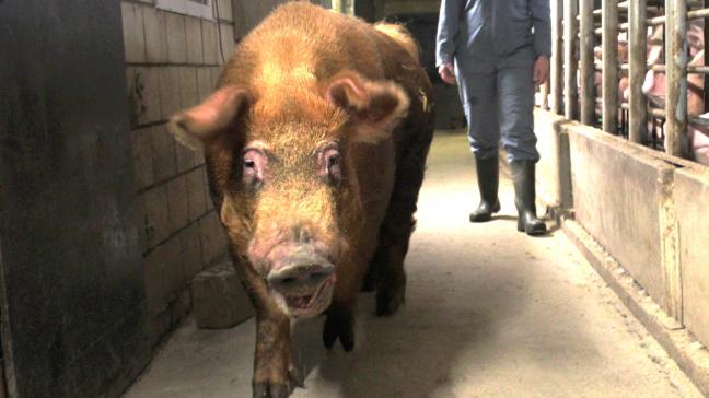 Het Agentschap Landbouw en Zeevisserij organiseert een oproep voor onderzoeksprojecten in de biologische veeteelt.