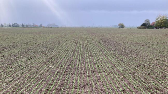 In de teelt van zomervlas zijn er nieuwe onkruidbestrijdingsmogelijk heden.