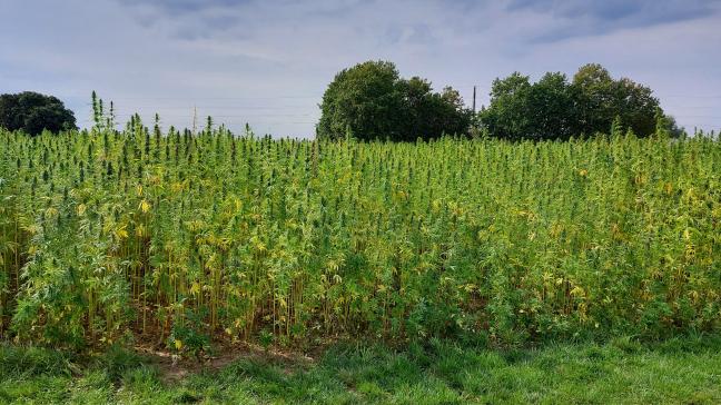 De registratie verbonden aan de teelt van hennep wordt dit jaar gedigitaliseerd.