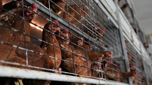 De opheffing van de afschermplicht voor pluimvee is goed nieuws voor onze pluimveehouders.