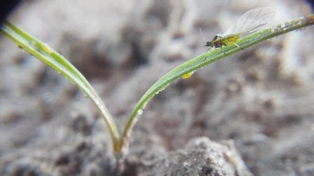 Zevenbladluizen kunnen bij schermbloemige onkruiden virussen oppikken, zoals het pastinakengeelvlekvirus en roodbladigheidsvirus.