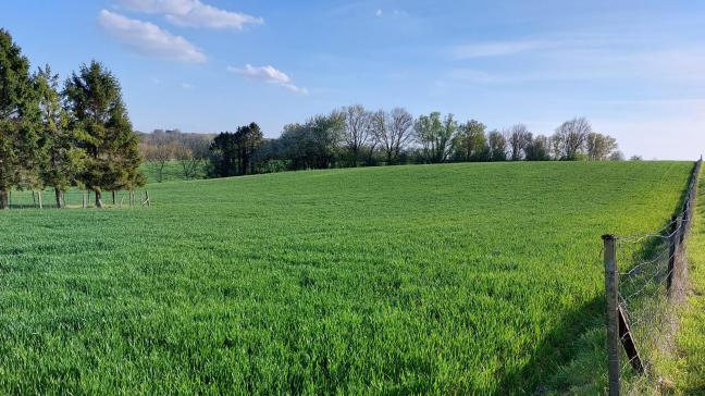 De ziektedruk in graanvelden nam deze week verder toe.