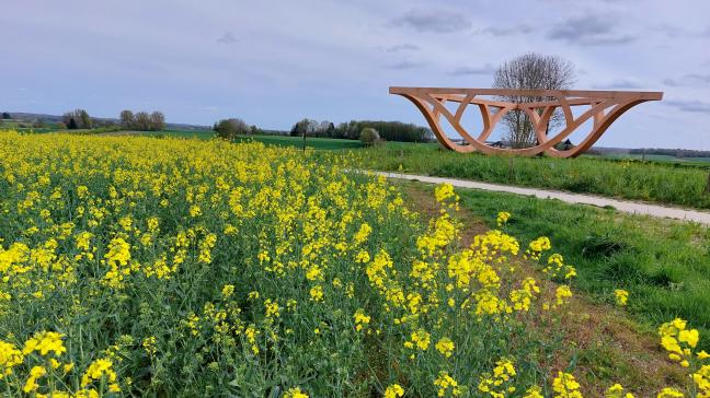 Door de weersomstandigheden kende koolzaad een verstoorde bloei.