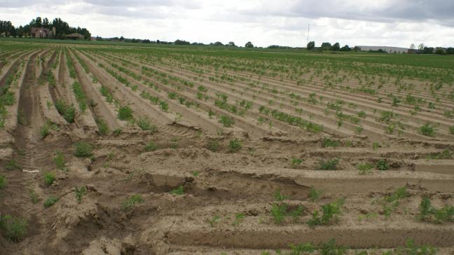 Van de 1.559 stalen die het FAVV in 2024 analyseerde op zware metalen, voldeed 99% aan de wettelijke norm.