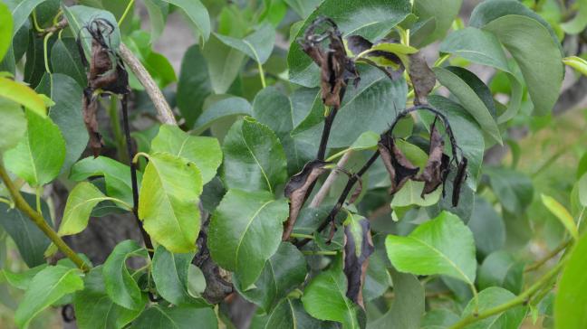 Sinds 2021 pakt de provincie Limburg met een actieplan de verspreiding van bacterievuur aan.