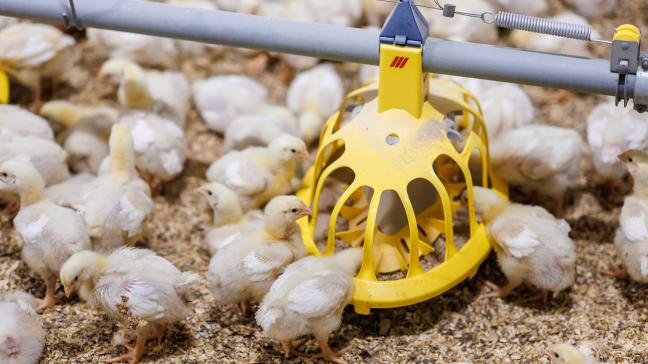 Het type strooisel en de rulheid, de mate waarin het strooisel losligt, hebben een groot effect op de uitstoot van ammoniak.