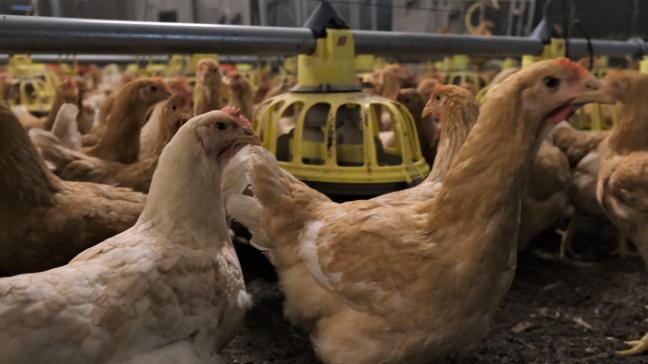 Gezien de Ziekte van Newcastle een heropflakkering kent in Europa is waakzaamheid hiervoor essentieel voor het FAVV.