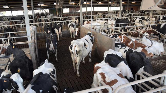 Minister Brouns heeft er vertrouwen in dat het stikstofbeleid op schema zit en dat in de loop van dit jaar een eerste tussentijdse evaluatie van het doelbereik kan gemaakt worden.