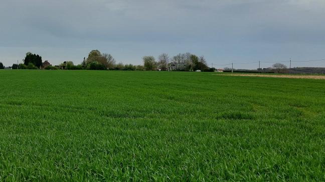 Gele en bruine roest breidt verder uit in wintertarwe.