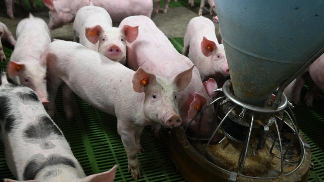 De Belgische diervoedersector zet zijn inspanningen op het gebied van innovatie en duurzaamheid voort.