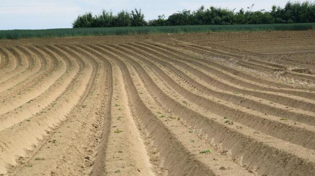 Er zullen dit jaar minder aardappelen gezet worden, en die zullen een lagere contractprijs krijgen.