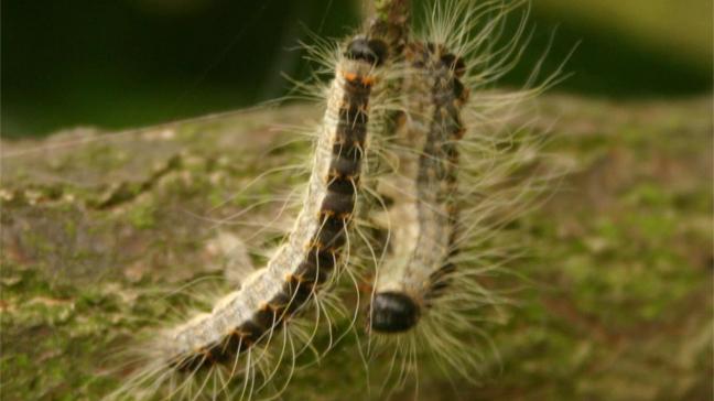 Eén vlinder kan meer dan 100 nakomelingen voortbrengen, waardoor de populatie eikenprocessierupsen zich snel kan uitbreiden.