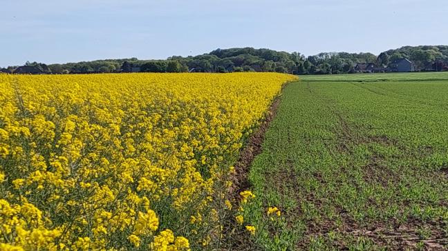 In Europa werd veel koolzaad gezaaid. Ook in ons land staan momenteel veel koolzaadvelden in bloei.
