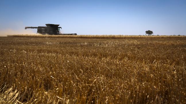 De tarweprijs is sinds het uitbreken van de oorlog eind februari 11% gestegen.