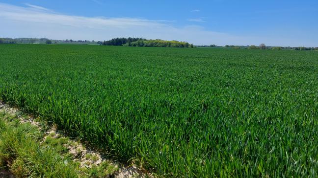 Het ideale stadium voor een bladbescherming in wintertarwe is aangebroken.