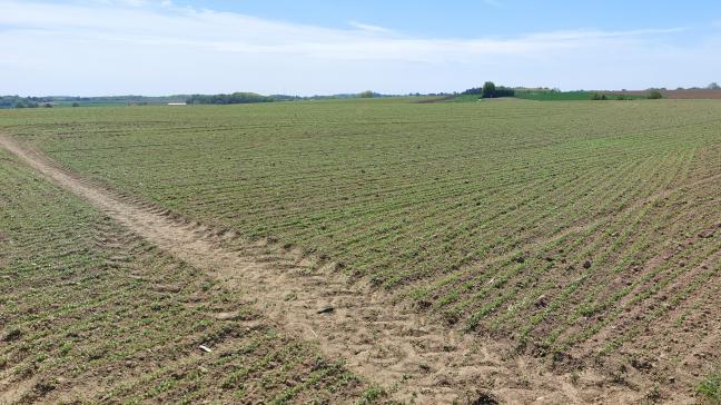 Nu het zomervlas in opkomstfase zit, is een cruciale fase aangebroken om aardvlooien te beheersen.