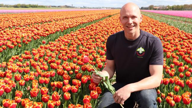 Bloembollenteler Bernd Wuestenenk toont ons de ‘Angela Merkel’-tulp.