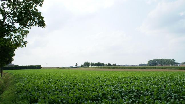 Grensboeren met pachtgronden in het buitenland moeten zich goed informeren over de toepasselijke wetgeving in het land waar zij gronden huren.