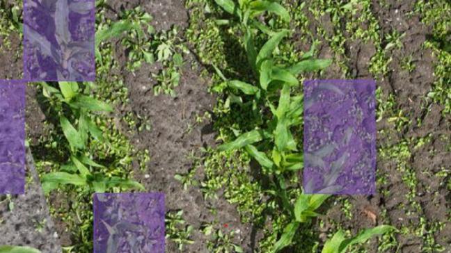 Resultaten van het herkenningsmodel uitgevoerd op dronebeelden in Mapeo. De paarse vakjes geven de aanwezigheid van knolcyperus aan.