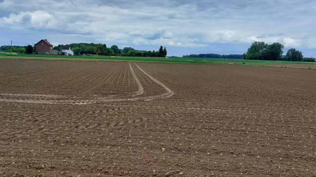 Volgens het KBIVB is de eerste behandelingsdrempel voor groene bladluizen bereikt.