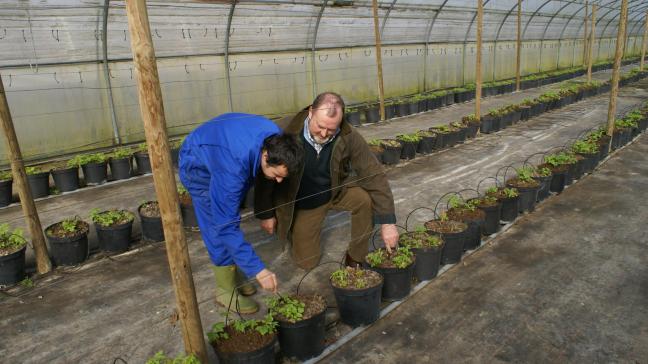 Professionele landbouwers, die als hoofdactiviteit nog altijd de productieve landbouw hebben, kunnen een subsidie krijgen om zorggasten te ontvangen.