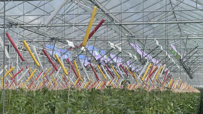 De serreteelt speelt al langer een voortrekkersrol in de energietransitie, zoals dit zonnepanelensysteem in Deinze dat nog genoeg licht doorlaat voor de tomatenplanten.