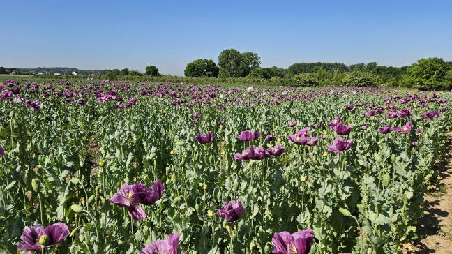 Rassenproef winterblauwmaanzaad in bloei op 14 mei 2025.