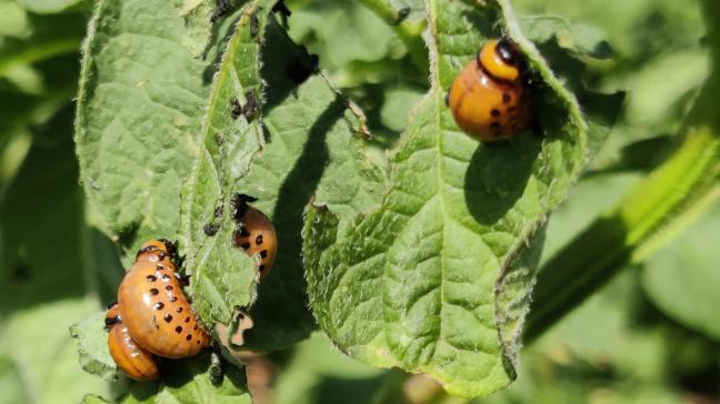 Calantha werkt rechtstreeks in op de genen van insecten.